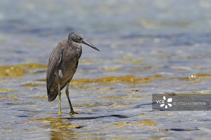 珊瑚礁海岸浅水中站立的暗色东部太平洋礁鹭，澳大利亚昆士兰绿岛大堡礁图片素材