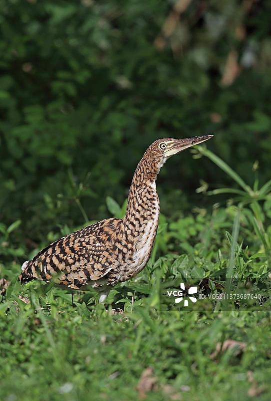 中美洲巴拿马查格雷斯河，喙中叼着昆虫猎物的红翅虎鹭幼鸟在潮湿的地面上觅食图片素材