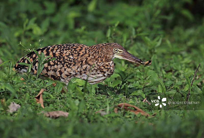 中美洲巴拿马查格雷斯河，喙中叼着昆虫猎物的红翅虎鹭幼鸟在潮湿的地面上觅食图片素材