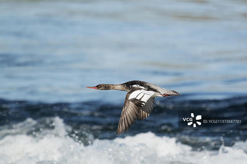 红胸秋沙鸭（Mergus serrator）成年雌性在冰岛水面上飞行图片素材