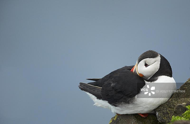 大西洋海鹦，繁殖羽，栖息在悬崖上，冰岛，欧洲图片素材