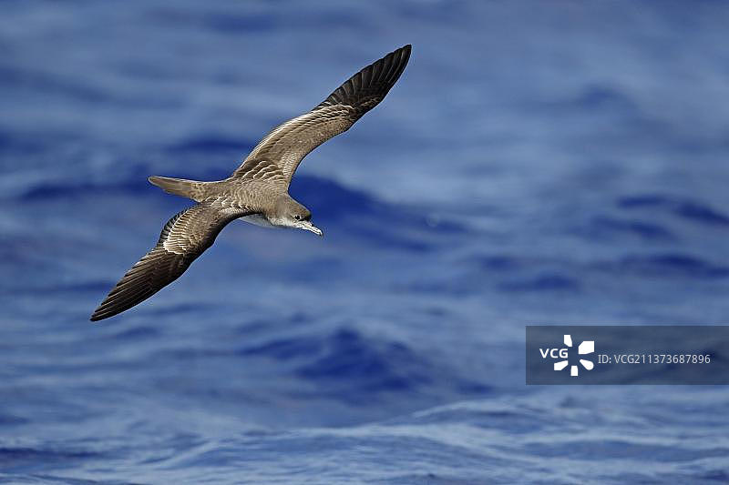 在海上飞行的楔尾鹱，日本本州伊豆群岛鸟岛图片素材
