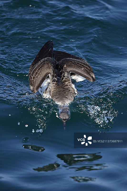 大贼鸥（Puffinus gravis）成鸟在海面觅食，头部浸没，非洲摩洛哥图片素材