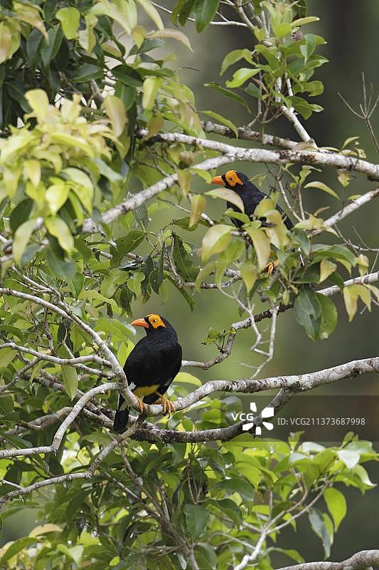 新爱尔兰岛的长尾mynah鸟图片素材
