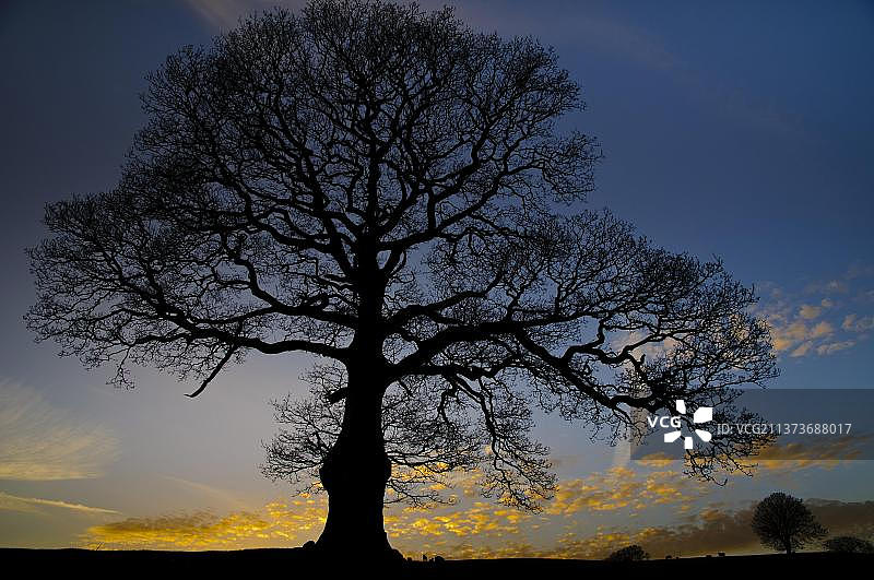 鹅颈藤壶、柄栎、夏栎、英国栎、栎树、山毛榉科、常见栎树习性，日落时分的裸树轮廓，苍鹭玉米磨坊，比瑟姆，坎布里亚，英格兰，英国，欧洲图片素材