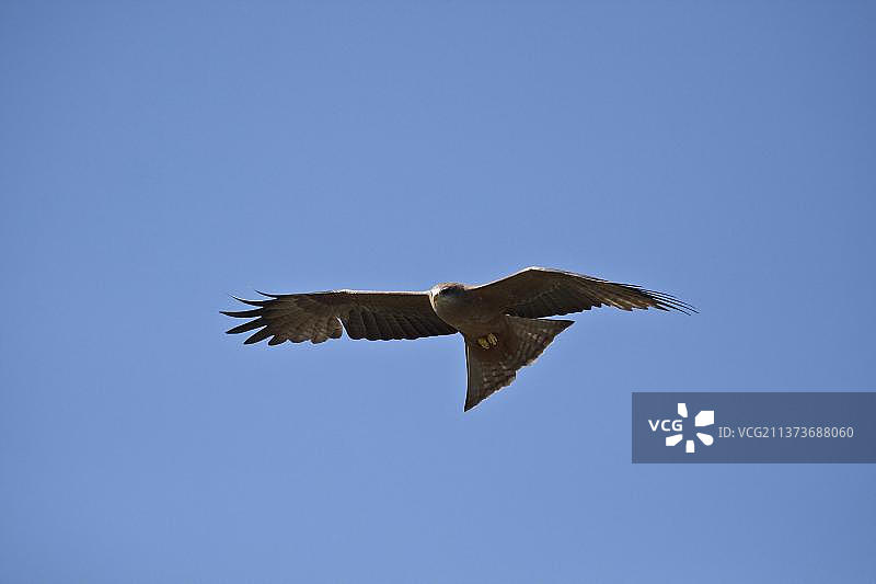 黄嘴鸢、黑鸢等多种猛禽，博茨瓦纳卡瓦拉附近图片素材
