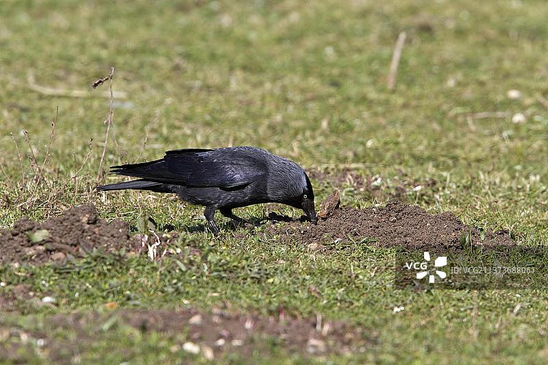 寒鸦在鼹鼠扰动的土壤中觅食图片素材