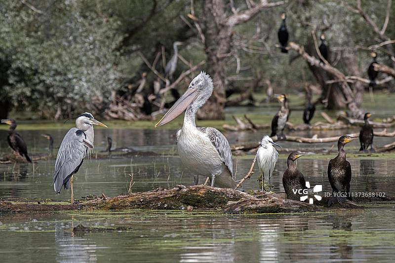 希腊北部Lake Kerkini的各种水鸟，苍鹭、达尔马提亚鹈鹕、小白鹭和幼鸬鹚图片素材