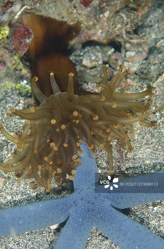 海葵与蓝色海星，印度尼西亚图片素材