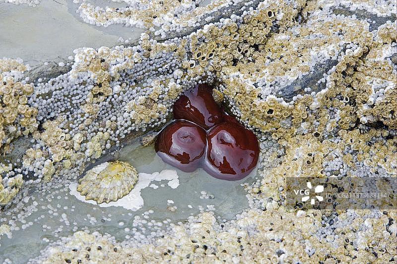 低潮时岩石上的海葵，布劳赫黑德，奥克尼，苏格兰，英国，欧洲图片素材