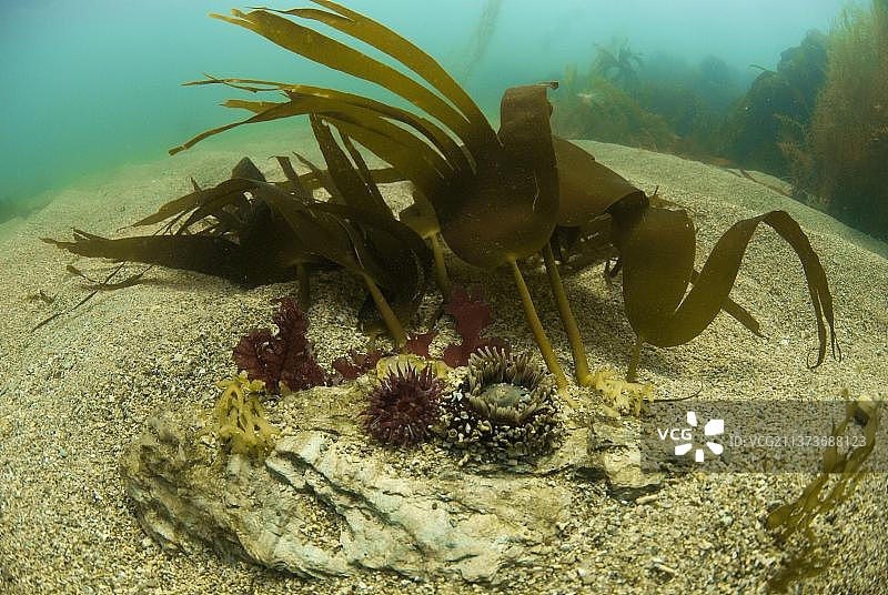 海葵和宝石海葵图片素材
