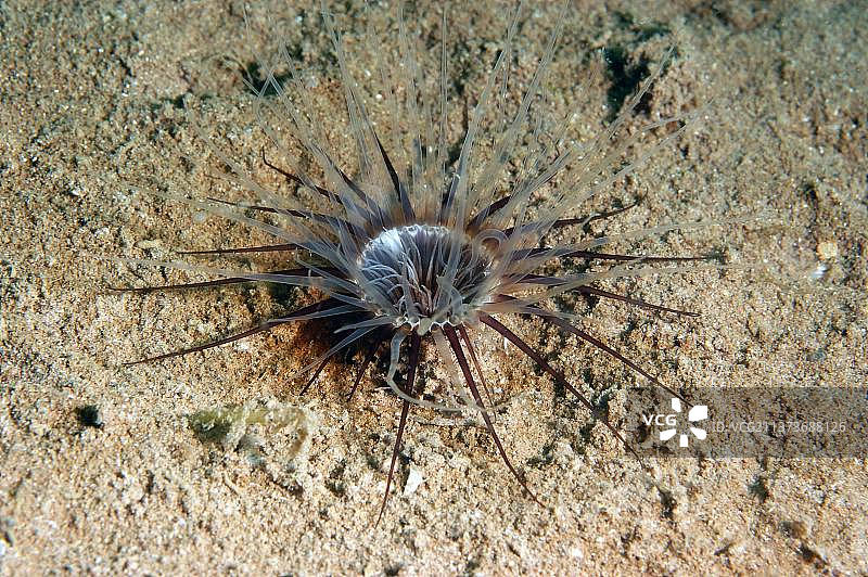 圆柱海葵图片素材