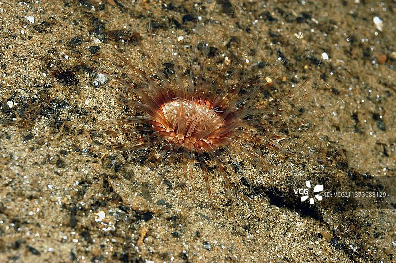 圆柱星海葵，触手伸展于海湾泥泞淤泥上，英国苏格兰阿盖尔-比特郡法恩海峡图片素材