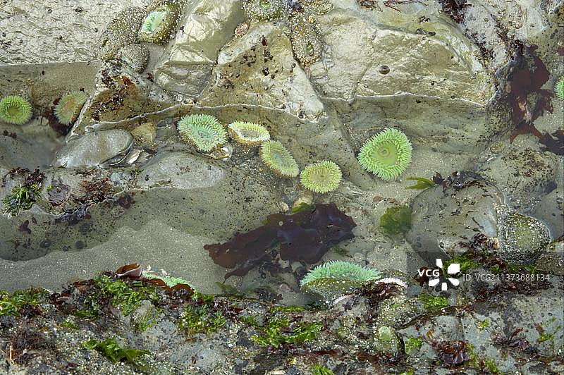 巨型绿色海葵群图片素材