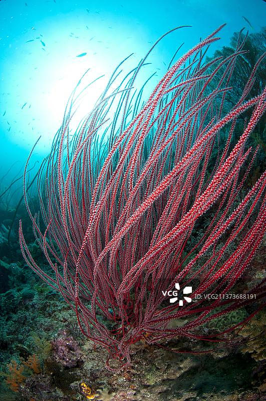 拉贾安帕特群岛的红鞭珊瑚图片素材