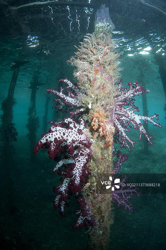 柔和的丛生树形珊瑚，印度尼西亚四王群岛图片素材