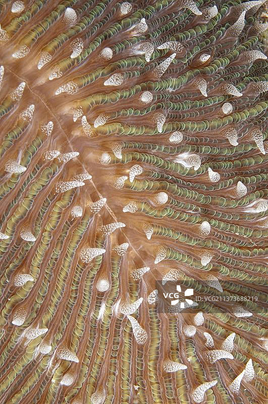 盾菇珊瑚细节，位于印度尼西亚西巴布亚四王群岛布岛附近的伊列特泻湖，亚洲图片素材