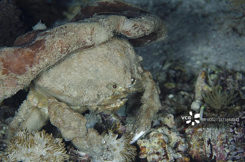 海绵蟹(Dromia dormia)，印度尼西亚小巽他群岛图片素材
