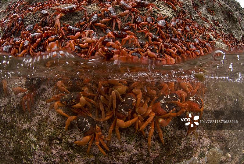 圣诞岛红蟹图片素材