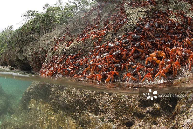 圣诞岛红蟹图片素材