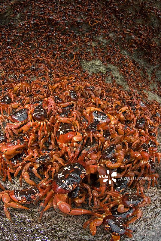 圣诞岛红蟹图片素材