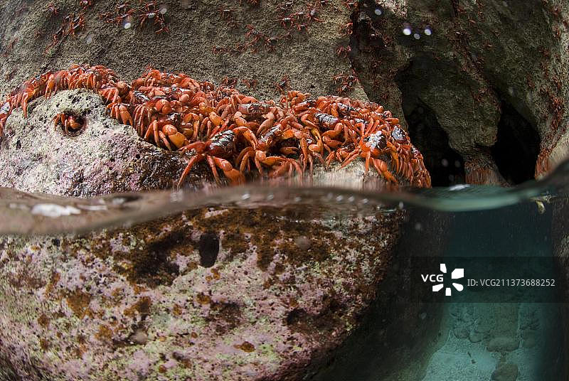 圣诞岛红蟹图片素材