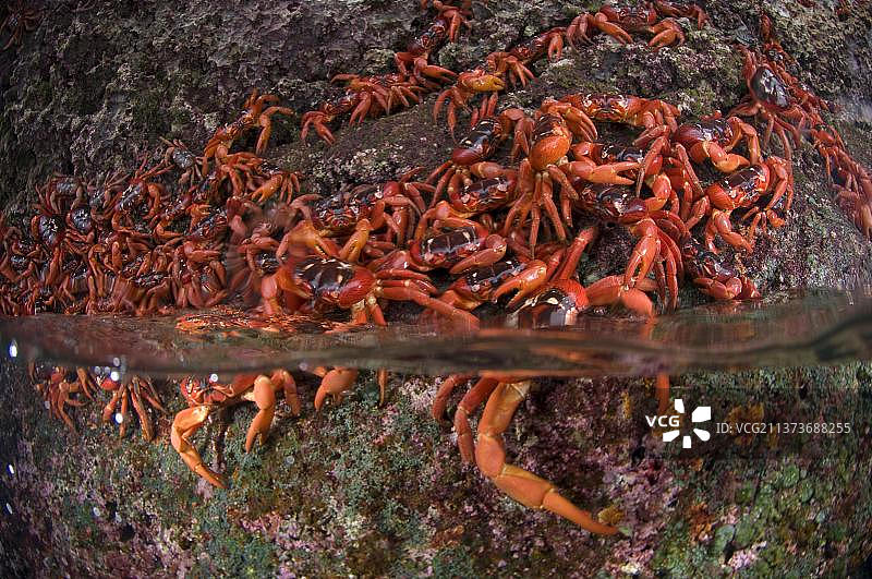 圣诞岛红蟹图片素材