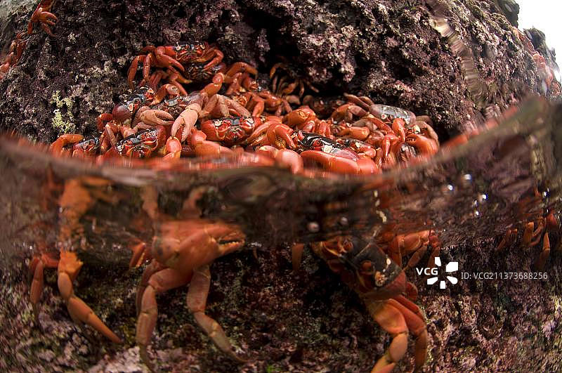 圣诞岛红蟹图片素材