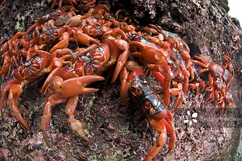 圣诞岛红蟹图片素材