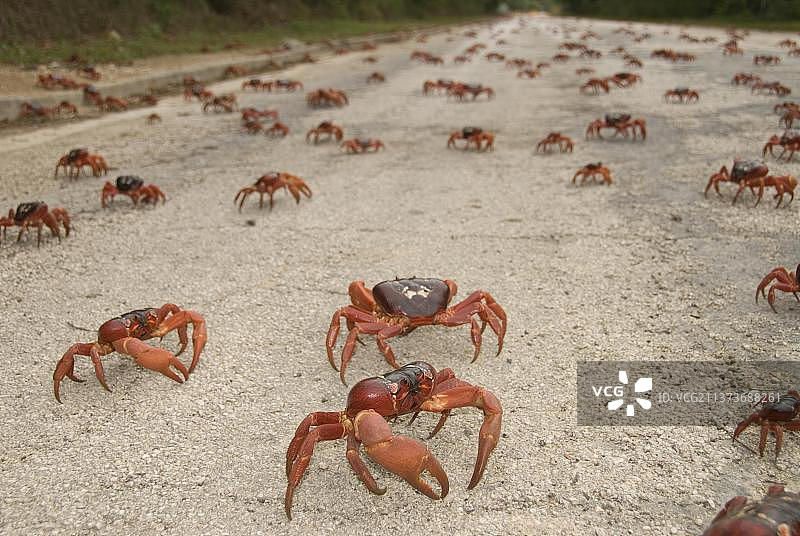 圣诞岛红蟹（Gecarcoidea natalis），圣诞岛蟹，陆蟹，其他动物，螃蟹，甲壳类动物，动物，圣诞节，红蟹成蟹在年度迁徙期间大量出现在道路上，冰岛，欧洲图片素材
