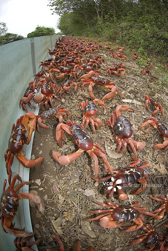 圣诞岛红蟹图片素材