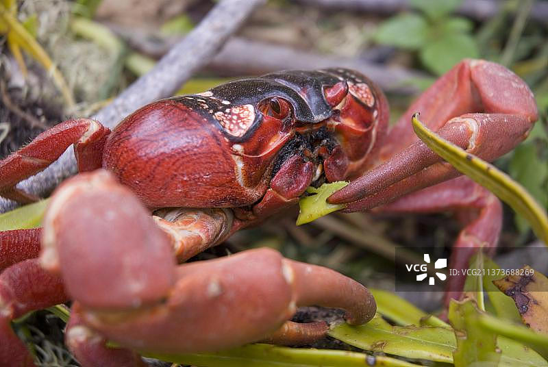 圣诞岛红蟹图片素材