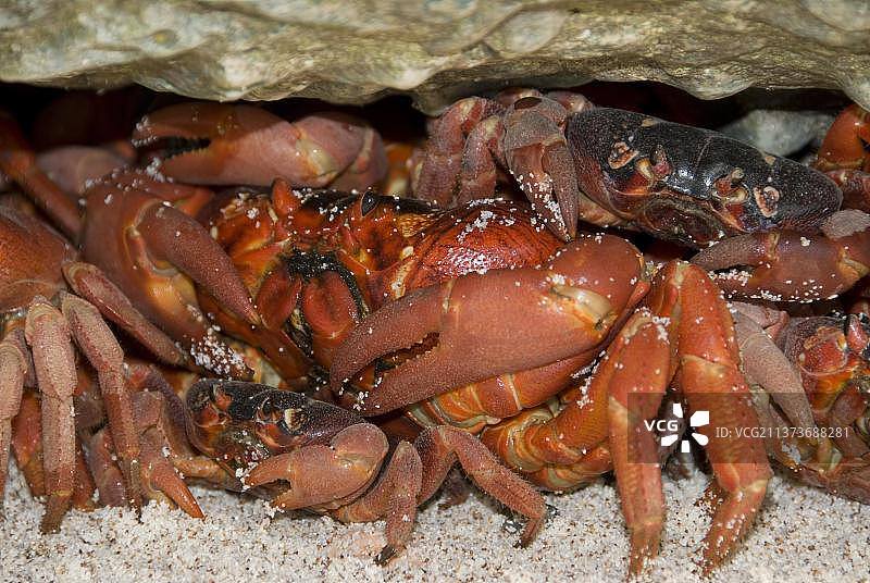 圣诞岛红蟹图片素材