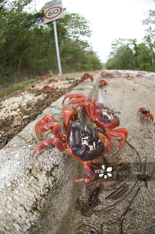 圣诞岛红蟹图片素材