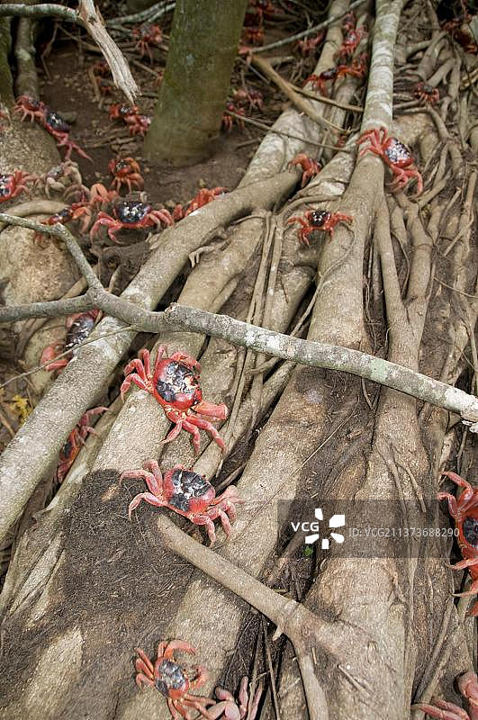 圣诞岛红蟹（Gecarcoidea natalis），圣诞岛蟹，陆蟹，其他动物，螃蟹，甲壳类动物，动物，圣诞节，红蟹成蟹在森林的根部大量出现，冰岛，欧洲图片素材