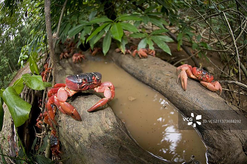 圣诞岛红蟹图片素材