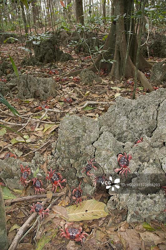 圣诞岛红蟹图片素材