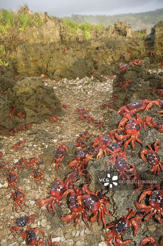 圣诞岛红蟹图片素材