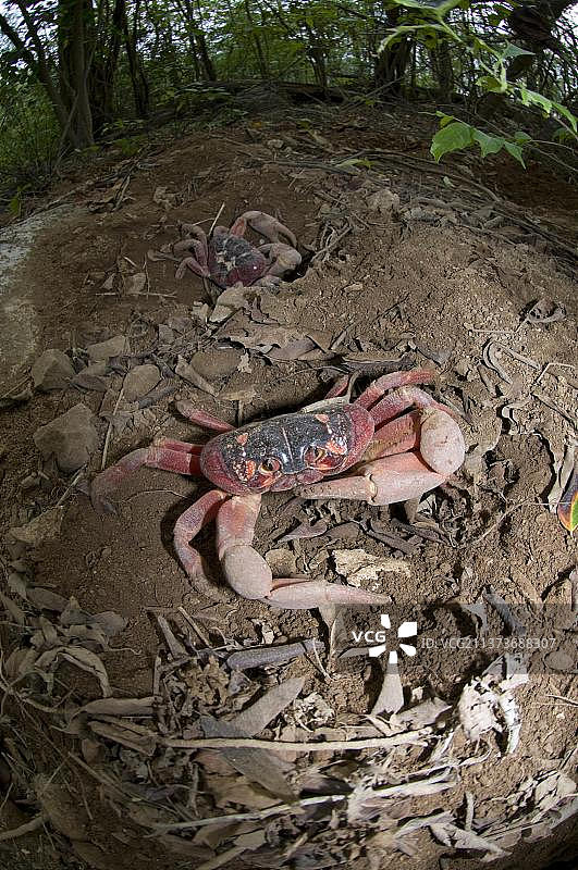 圣诞岛红蟹图片素材