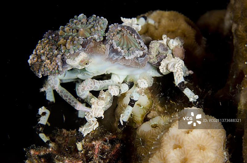 伪装蟹，珊瑚海葵装饰蟹图片素材