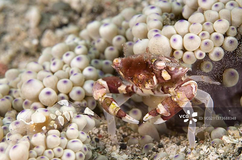 雌性小丑蟹在海葵附近产卵（伦巴塔岛，印度尼西亚，亚洲）图片素材