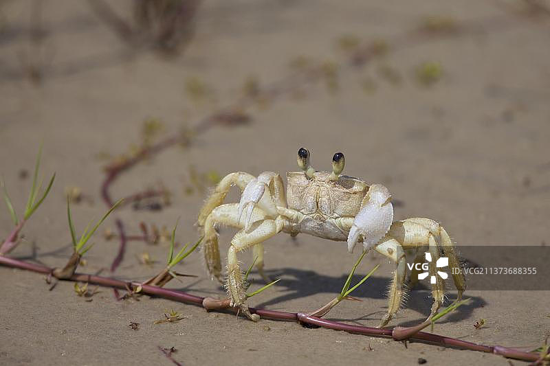 大西洋幽灵蟹，梅尔岛，巴拉那图片素材