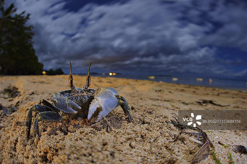 海滩上的幽灵蟹图片素材