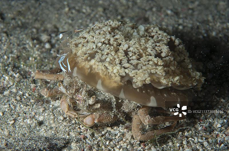 成年蟹（Ethusa spec.）背着倒立的水母（Cassiopeia andromeda），壮丽海葵虾（Ancylomenes magnificus），吉利拉瓦达拉特湾，科莫多岛附近图片素材