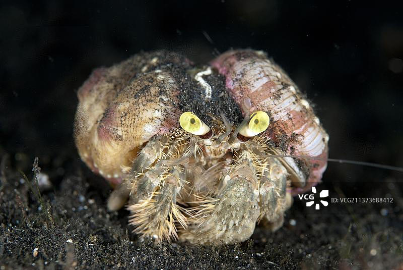 淡色海葵寄居蟹图片素材