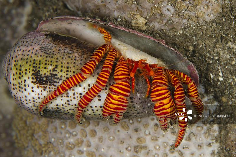条纹寄居蟹（Ciliopagurus strigatus）成蟹，在印度尼西亚苏拉威西岛的空锥形壳中图片素材