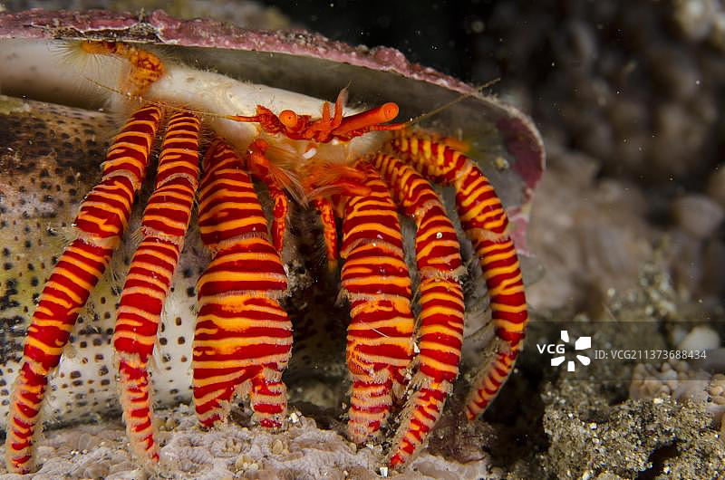 条纹寄居蟹（Ciliopagurus strigatus）成蟹，在印度尼西亚苏拉威西岛的空锥形壳中图片素材
