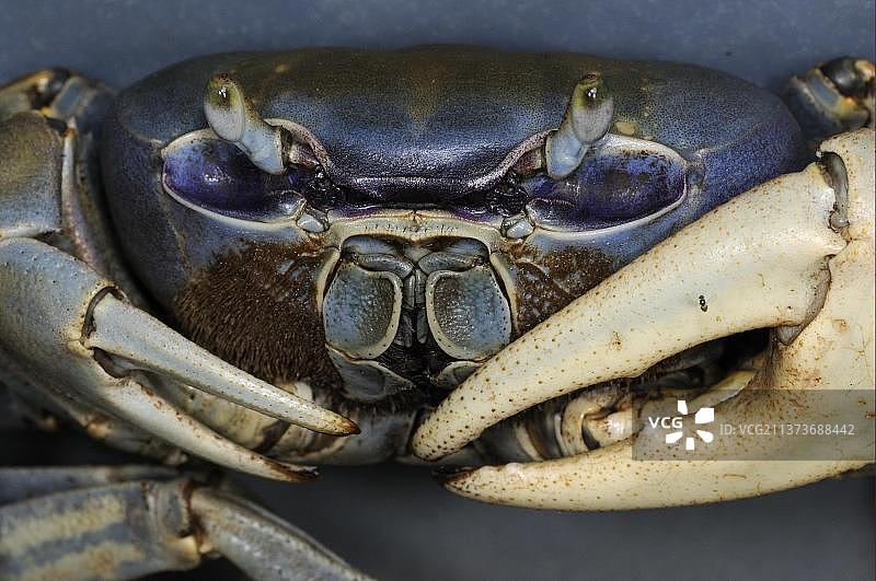 蓝色陆蟹，西大西洋陆蟹，特立尼达和多巴哥，中美洲图片素材