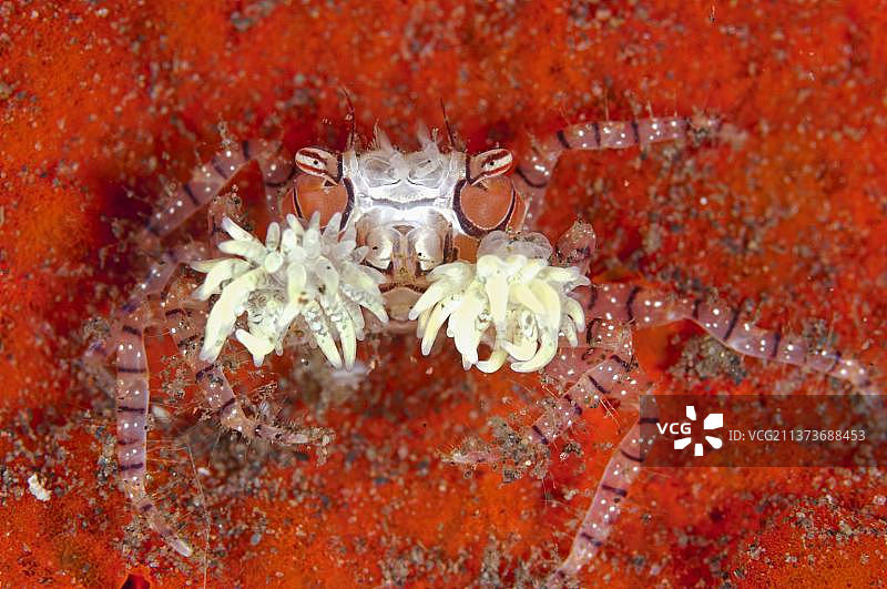 拳击蟹，持葵蟹，螃蟹，其他动物，甲壳类动物，动物，饰纹拳击蟹（Lybia tesselata）成年个体，爪子上带有海葵以提供保护，塞拉亚，巴厘岛，小巽他群岛，印度尼西亚，亚洲图片素材