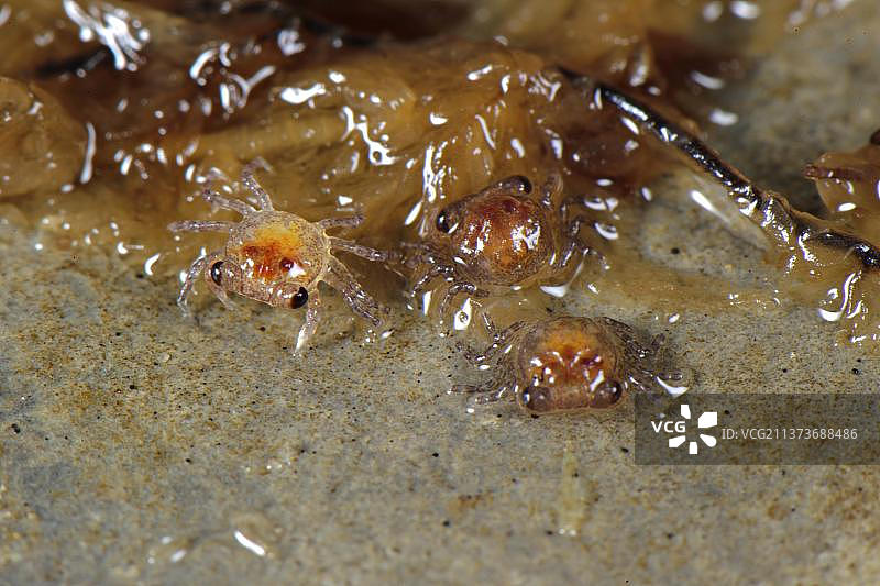 印度尼西亚的橘色螃蟹幼崽图片素材